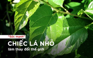 Bài thuốc từ cây dâu tằm - chiếc lá nhỏ làm "thay đổi thế giới"