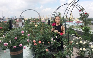 Bà mẹ hai con ở Hải Phòng chi gần 100 triệu tạo vườn hồng hoa nở đẹp như ở Châu Âu