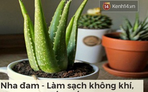 Lọc sạch không khí quanh bạn bằng những loại cây cảnh dễ tìm