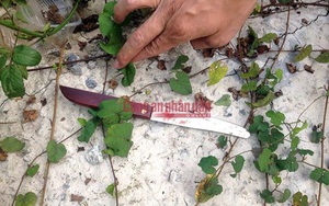 Đã tìm thấy con dao tên cướp dùng cắt cổ tài xế taxi trên đường Võ Chí Công
