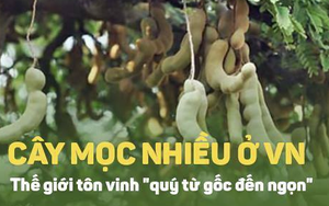 Lý do thế giới tôn vinh me là cây quý có giá trị từ gốc đến ngọn