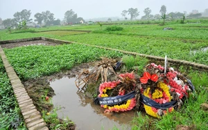 Rau muống trồng cạnh mộ mới chôn... đang đến dạ dày người Thủ đô?