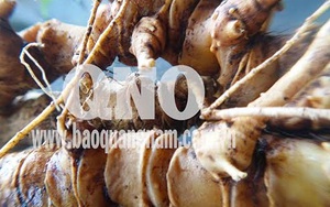 Cận cảnh những gốc sâm cực quý hiếm ở Việt Nam