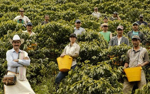 Giáo sư Havard: Cà phê Việt đủ ngon, nhưng giá vẫn rớt thảm vì không biết quảng bá