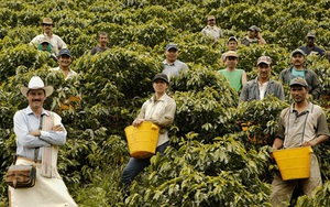 Giáo sư Havard: Cà phê Việt đủ ngon, nhưng giá vẫn rớt thảm vì không biết quảng bá
