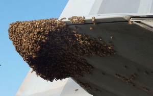 Siêu chiến cơ F-22 bị 20.000 con ong mật "củ hành"