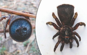 Phát hiện nhện từ thời "cổ đại" cực hiếm ở Trung Quốc