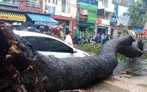 Cây đổ đè chết người ở TP.HCM: Phó Giám đốc Sở GTVT nói gì?