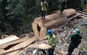 Nữ cán bộ huyện ở Nghệ An bị xử phạt vì thuê người chặt phá rừng