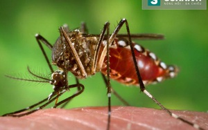 Zika tại Khánh Hòa không liên quan đến muỗi biến đổi gen
