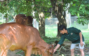 "Mùa đóng góp hãi hùng" ở Thanh Hoá: Luật sư nói gì?