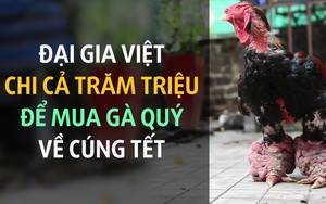 Những giống gà quý, giá gần trăm triệu được săn lùng cúng Tết