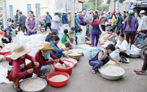 Tỏi Lý Sơn... tha hương