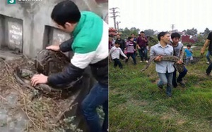 Trăn lớn bất ngờ chui vào mộ đã sống ở nghĩa trang nhiều năm