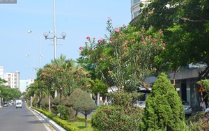 Cây có độc tố gây chết người được trồng tràn lan trên phố Đà Nẵng