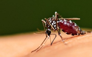 Trời chuyển mùa ẩm ướt, muỗi nhiều hãy bật chức năng này trên điều hòa để giảm muỗi!
