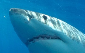 Trong top 15 động vật nguy hiểm nhất Trái Đất, cá mập chỉ đứng bét bảng