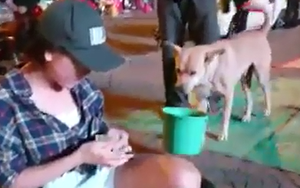 Chú chó "xách" xô đi ăn xin cùng chủ quanh Sài Gòn gây xúc động