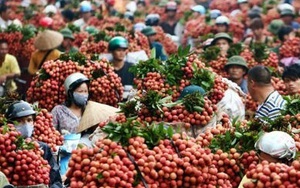 200 thương lái Trung Quốc vào Bắc Giang giám sát thu mua vải