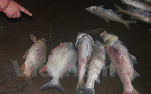 Kinh hoàng cá chết dạt vào bờ dài cả cây số ở hồ Linh Đàm