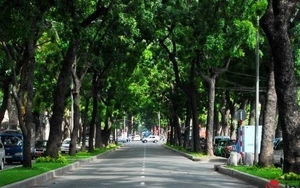 TP.HCM: Quyết định di dời, đốn hạ 300 cây xanh trên đường Tôn Đức Thắng