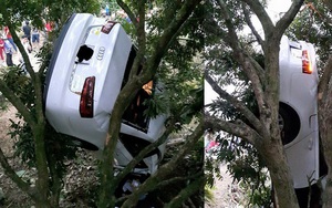 Tuyên Quang: Hi hữu, xe sang Audi mắc kẹt trên cây