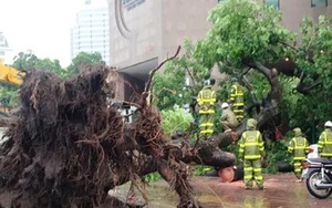 Những nguyên tắc đi đường cần nhớ khi có gió giật mạnh ngày mưa bão