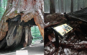 Hầm thân cây - biểu tượng trăm năm của California cuối cùng cũng đã "ra đi"
