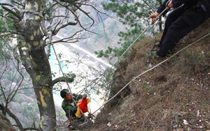 "Cây thuốc tiên" mọc trên núi cao, người dân đánh cược tính mạng để săn tìm