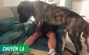 Chú chó nặng 113kg được cấp chứng chỉ hành nghề trị liệu