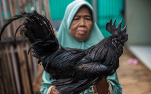 24h qua ảnh: Phát hiện gà trống đen tuyền cực hiếm ở Indonesia