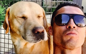Ronaldo gửi quà quý, cứu vớt cuộc đời 80 chú chó