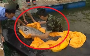 Cá trắm cỏ nặng hơn 50kg mắc lưới, người đánh bắt kinh ngạc!