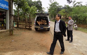Bị phát hiện dùng xe công chở gỗ lậu, giám đốc TT y tế bố trí nhân viên nhận tội thay