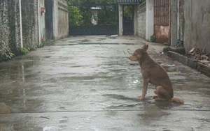 Xúc động chú chó dầm mưa dãi nắng ngồi trước cửa đợi chủ quay về đón
