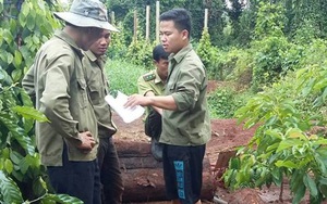 Đắk Lắk: Bắt thêm 6 đối tượng trộm cây thủy tùng trên 500 tuổi