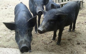Thịt lợn đen giá đắt hơn lợn trắng: Chất lượng dinh dưỡng có "tiền nào của đấy" không?