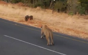 Video: Lợn rừng đực bỏ chạy, để mặc bạn tình đang ăn cỏ cho sư tử tấn công