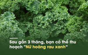 Loại rau cải nhiều canxi hơn sữa, ngừa ung thư khiến thế giới "phát sốt" đã đến Việt Nam