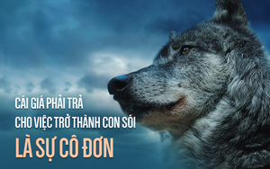 Sói đầu đàn: 6 phẩm chất "sống còn", đọc xong bạn ngẫm thế nào về con đường mình chọn?