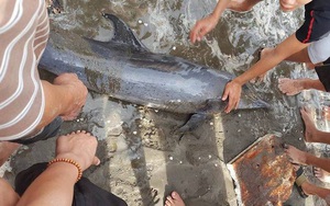 Nhiều cá heo dạt vào bờ biển Nghệ An trước giờ bão đến