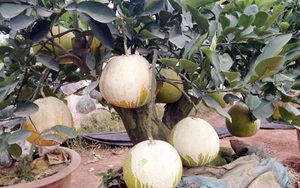 Cảnh lạ: Hàng ngàn quả bưởi “đắp mặt nạ” đợi Tết