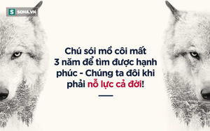 Sói xám mồ côi tìm thấy gia đình sau hơn 1.000 ngày đi xuyên 2 bang nước Mỹ