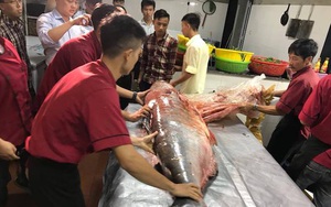 Dân đổ xô đến xem cá khủng nặng 98kg "đi" máy bay từ Campuchia về Nghệ An