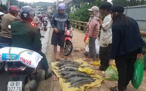 Cá tầm chết hàng loạt đem ra phố bán giá rẻ…, người mua vẫn chê