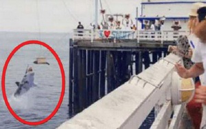 Hải cẩu vừa được phóng sinh đã phải đón nhận thảm kịch không thể tồi tệ hơn