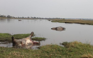 Hơn 100 con hà mã đồng loạt rủ nhau chết ngã ngửa trên đầm lầy, nguyên nhân vẫn chưa rõ