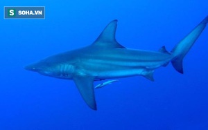 Bất ngờ: Loài cá mập câu được ở Quảng Ninh bị liệt vào Sách Đỏ!