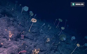 Thám hiểm đại dương, nhà khoa học phát hiện bí mật khó ngờ ở độ sâu 2.360m dưới đáy biển