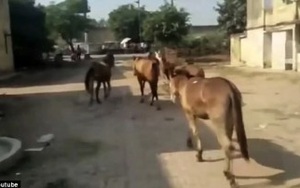 Hy hữu: 8 chú lừa bị tống giam vào tù vì tội ăn lá cây